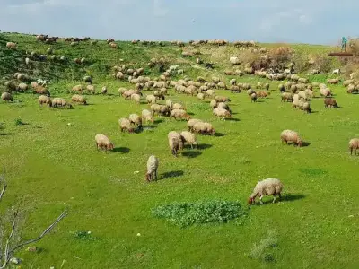 صورة توضيحية – الإحصاء وسلطة البيئة: المراعي تشكل 37% من الضفة الغربية.. و118 تجمعاً رعوياً هُجّرت
