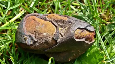 صورة توضيحية – عمره يتجاوز 4.1 مليار عام.. علماء يدرسون نيزكاً مريخياً من صحراء مالي