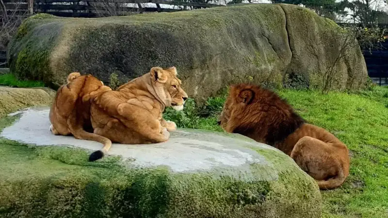 lion