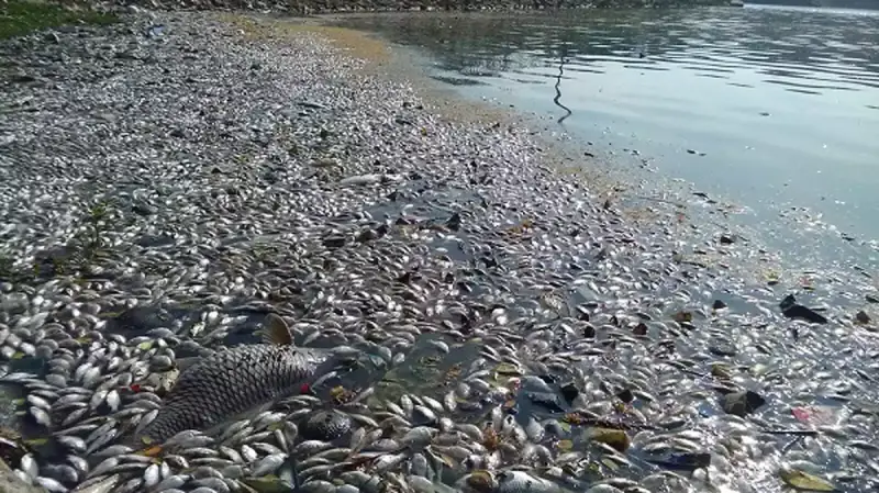 Lebanon fish