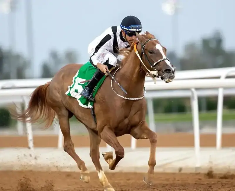 سباق الخيل