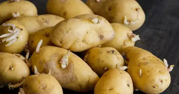 البطاطس ذات البراعم