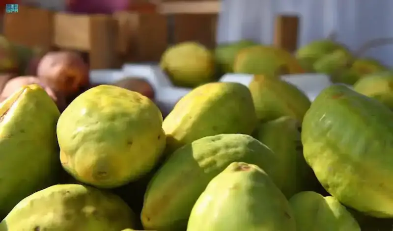 اللوز القطيفي