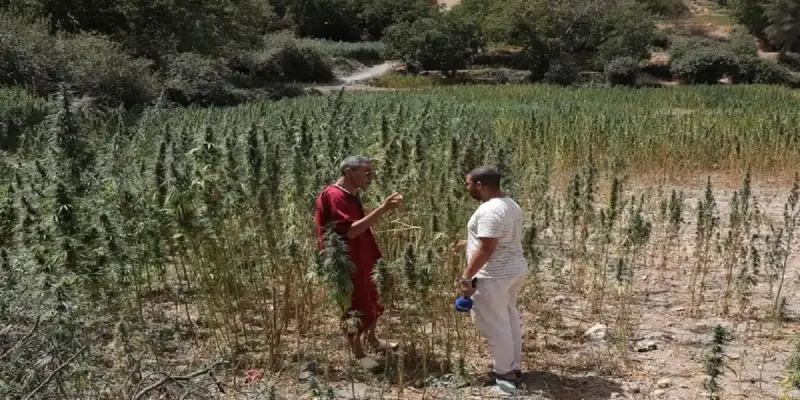 مزارعو القنب