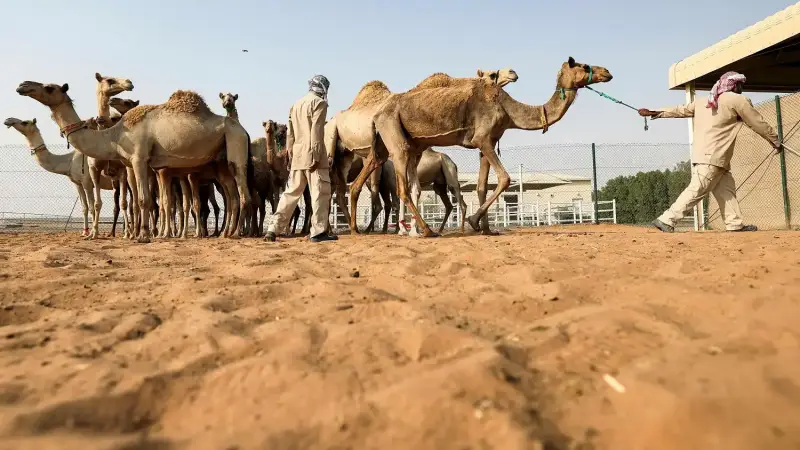 أول دبلوم تربية ورعاية الإبل بالمملكة