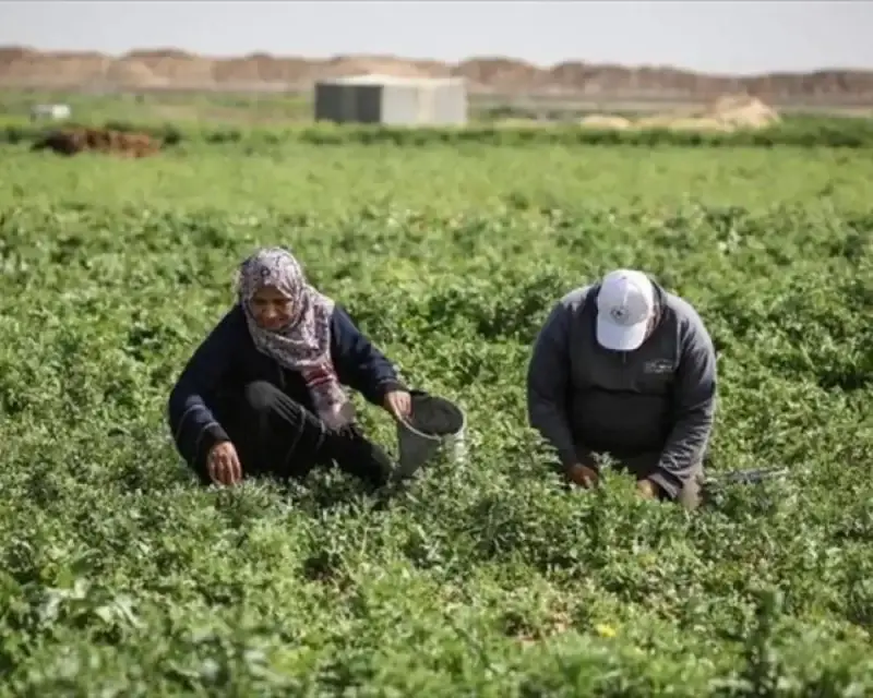 الزراعة