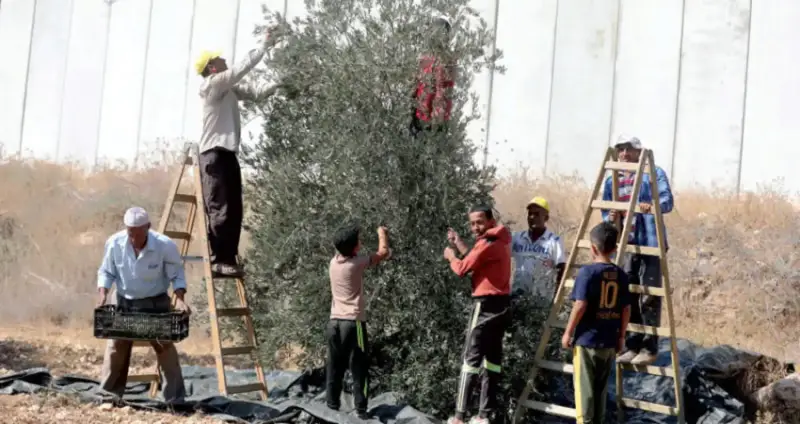 موسم قطف الزيتون