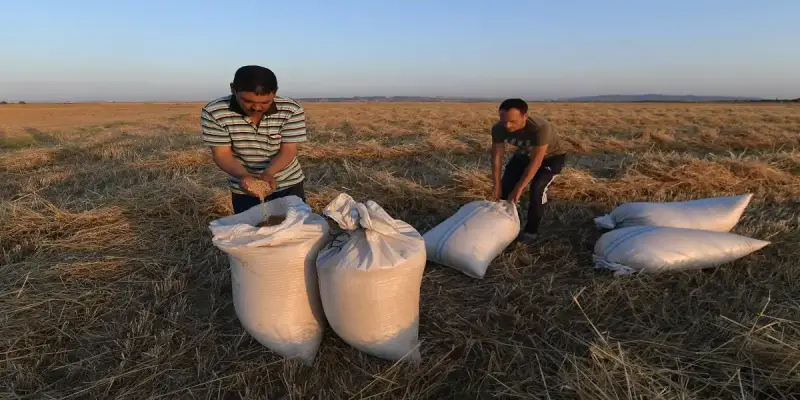 محصول القمح