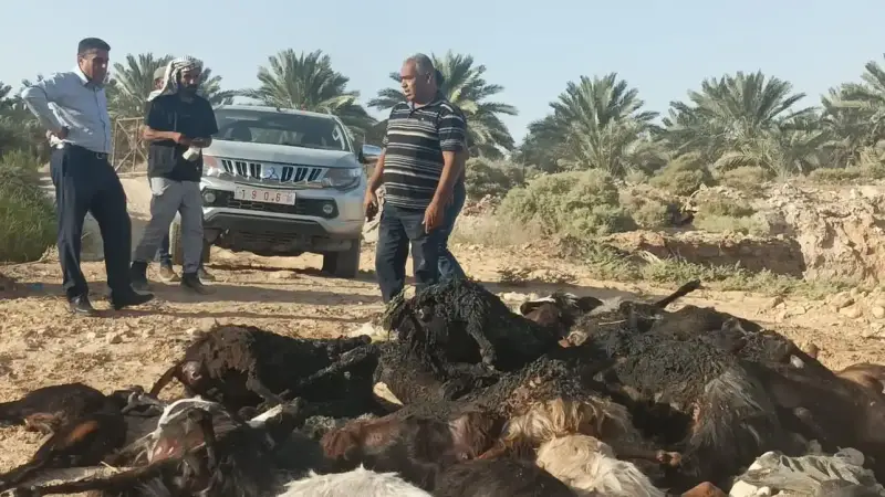 المواشي