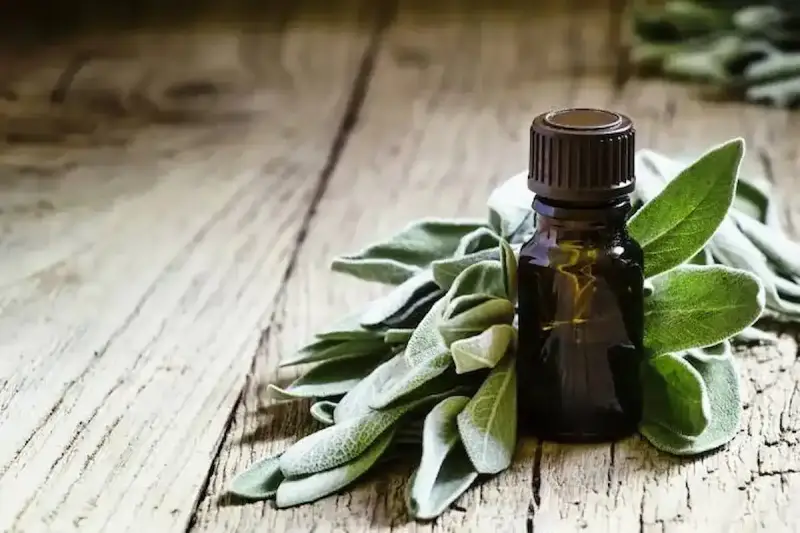 فوائد المريمية للشعر