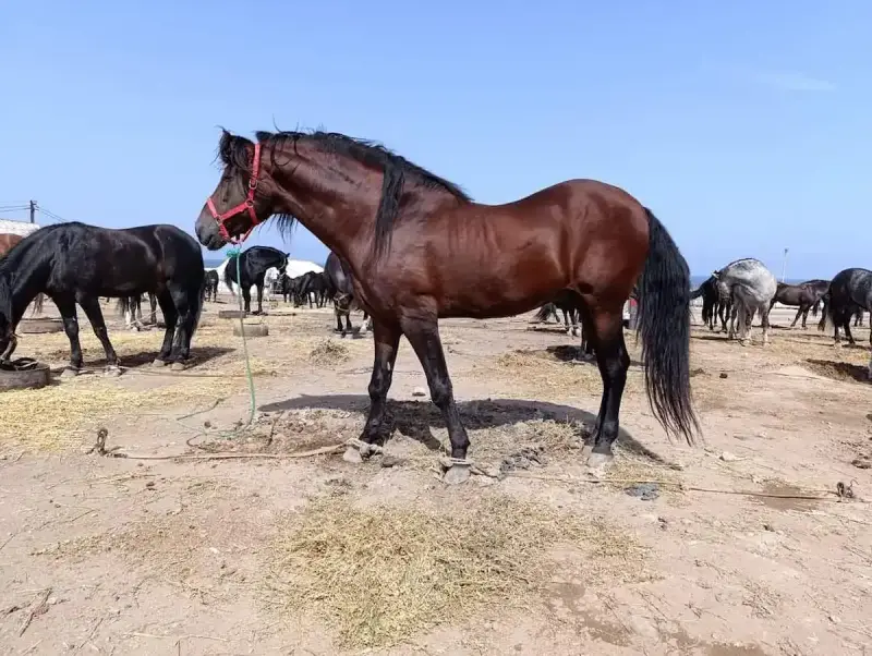 انطلاق مهرجان اصيل انفا للفروسية الدار البيضاء