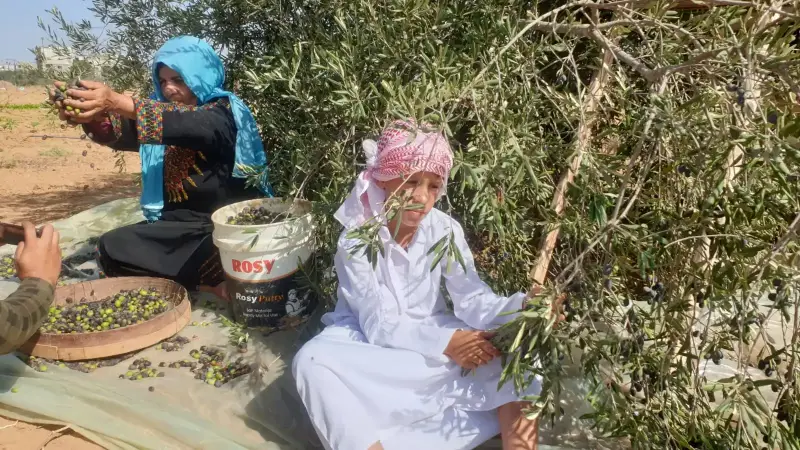قطف الزيتون