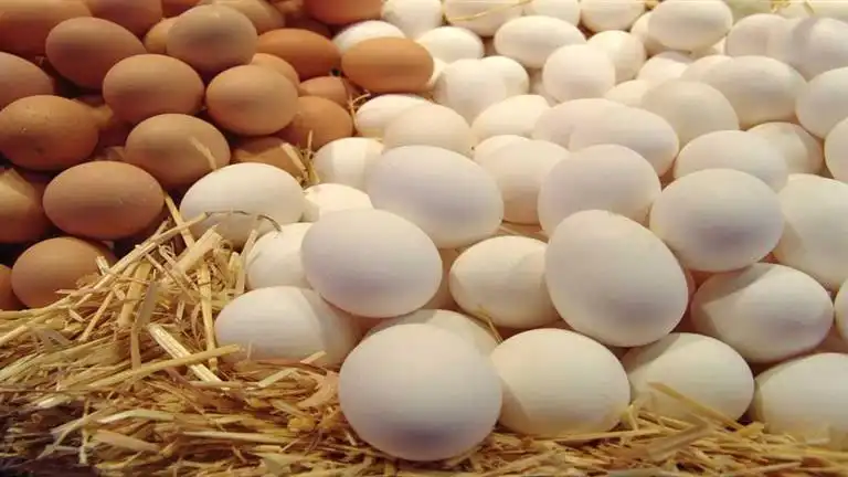 كميات من البيض