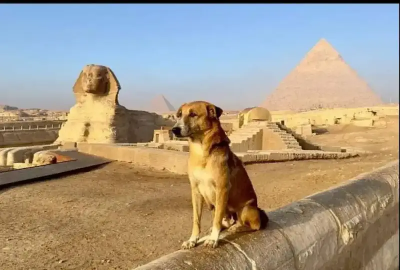 كلب الأهرامات يثير ضجة على السوشيال ميديا