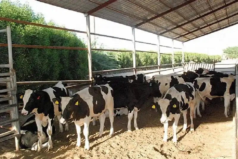 دعم المواشي بالمملكة