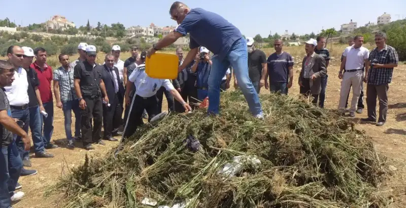 إتلاف مخدرات في فلسطين