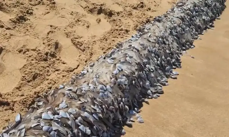 ظهور مخلوق غريب في أستراليا