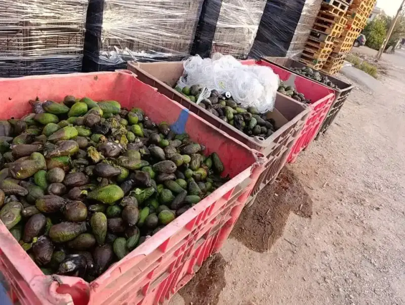 زراعة