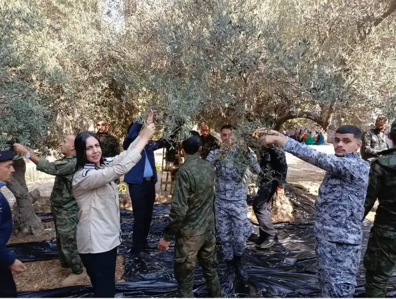 موسم قطف ثمار الزيتون