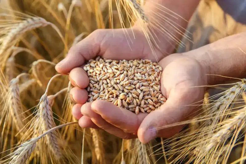 الغذاء