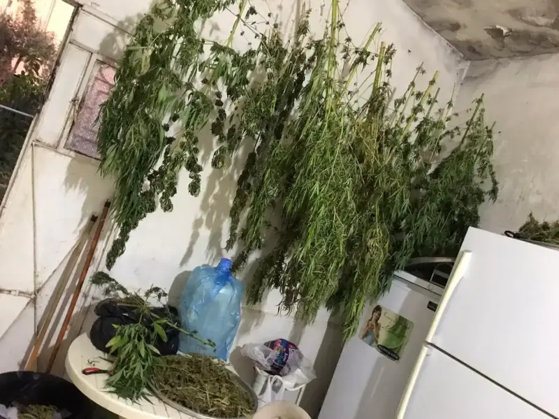 أشتال ماريجوانا مخدرة