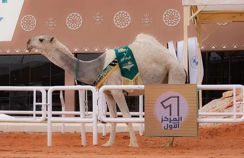 مهرجان الملك عبدالعزيز للإبل 1446