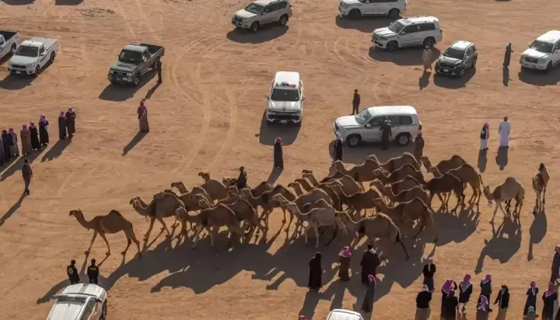 التصويت لجائزة منقية الجزيرة