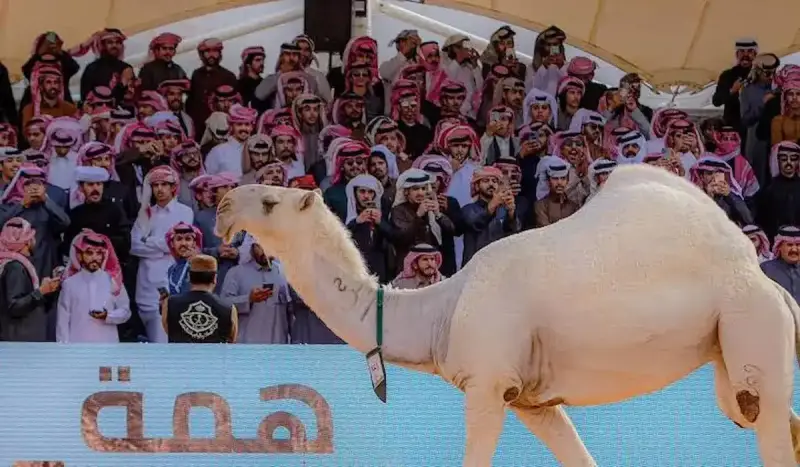 منصة راعي النظر 2024