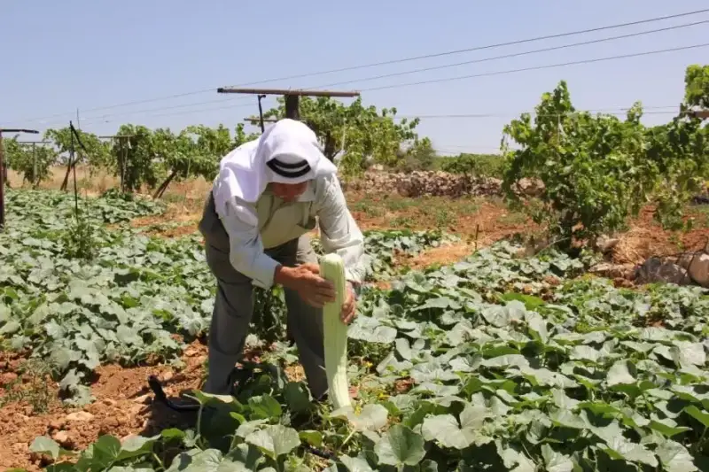 دعم المزارعين في فلسطين