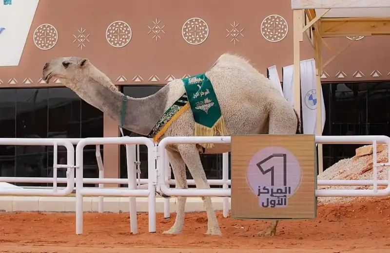 مهرجان الملك عبد العزيز للإبل