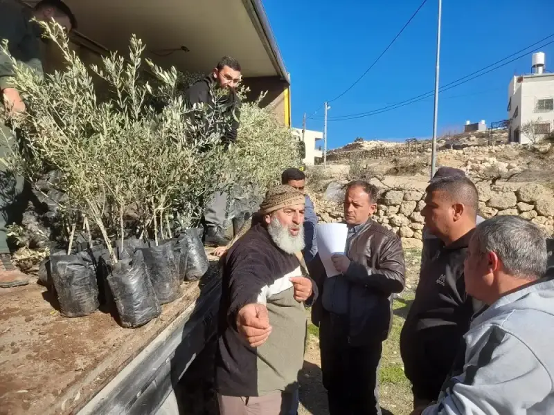توزيع شتلات زيتون على المزارعين