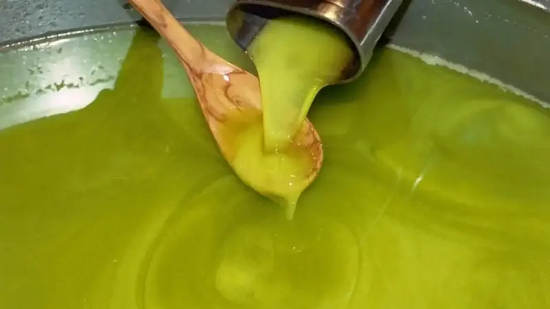 مسابقة زيت الزيتون الذهبي