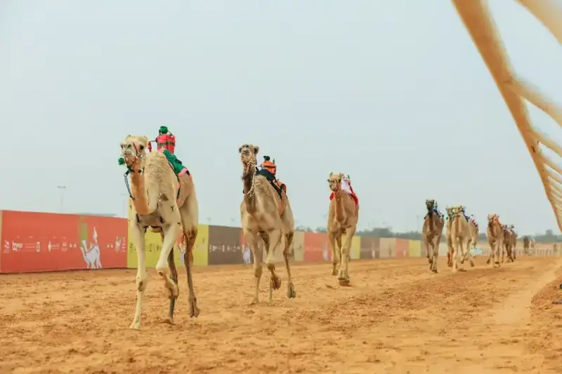 مهرجان خادم الحرمين الشريفين للهجن 2025