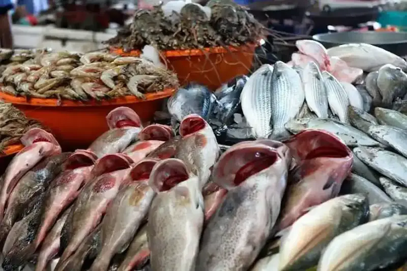 سعر السمك اليوم