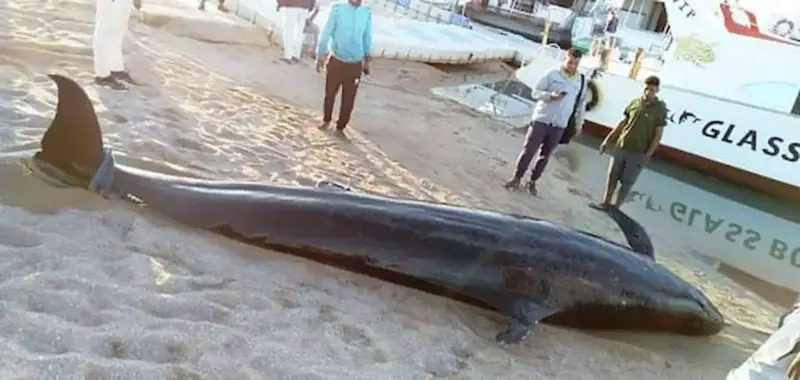 حوت قاتل كاذب