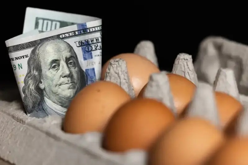 أسعار البيض في الولايات المتحدة