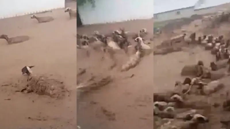 أجزاء من الفيديو