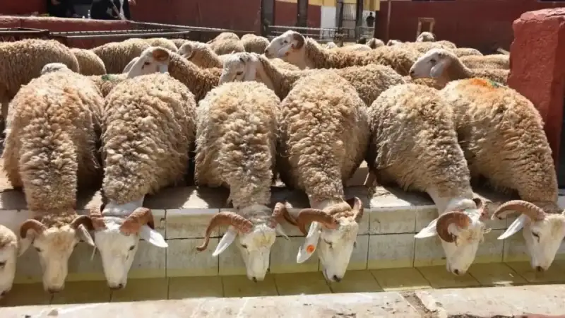 تسجيلات أضاحي العيد المستوردة بالجزائر