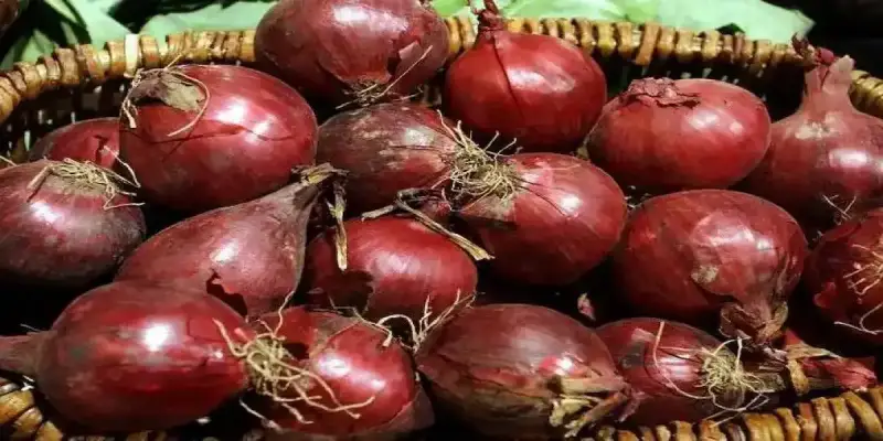 أسعار البصل اليوم