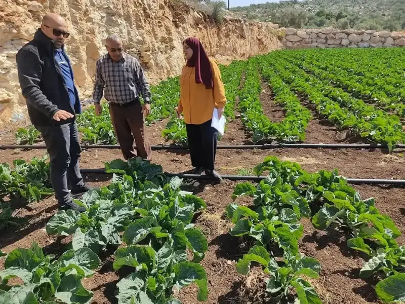 الزراعة الفلسطينية تتابع زراعة أصناف جديدة