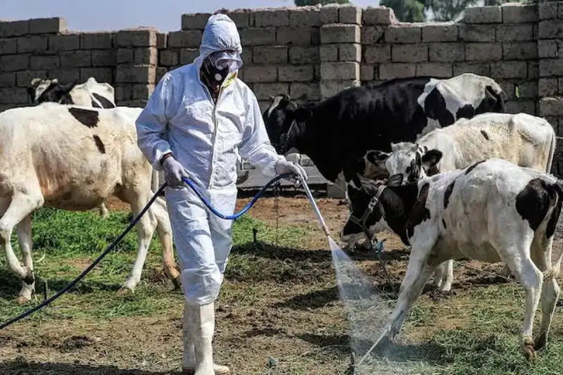 ما هي الحمى النزفية في العراق ولماذا تثير القلق؟