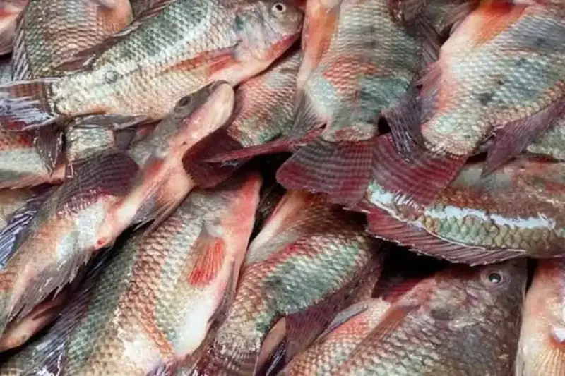 تفاصيل سعر السمك في مصر اليوم