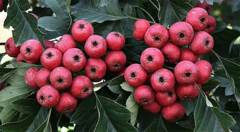 فوائد توت الزعرور البري