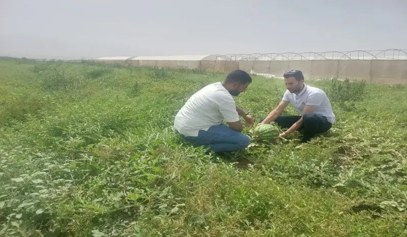 حصر إنتاجية محصول البطيخ بالأغوار الشمالية