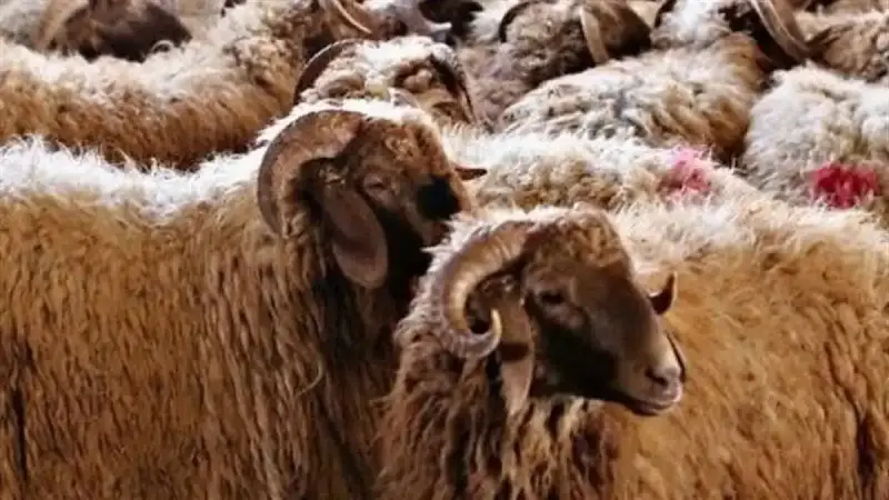 سعر كيلو الماعز البلدي القائم