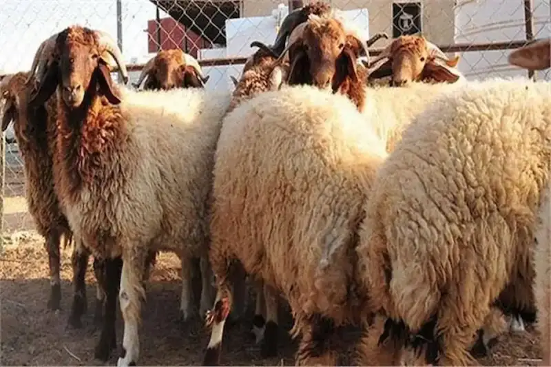 هل يجوز عدم توزيع الأضحية بالكامل؟