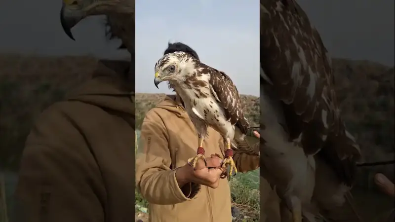 طائر الحوام البري