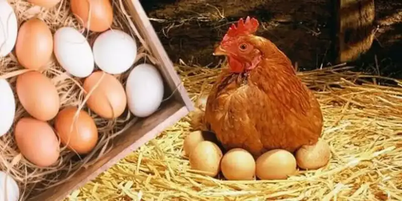 أسعار الدواجن اليوم في مصر