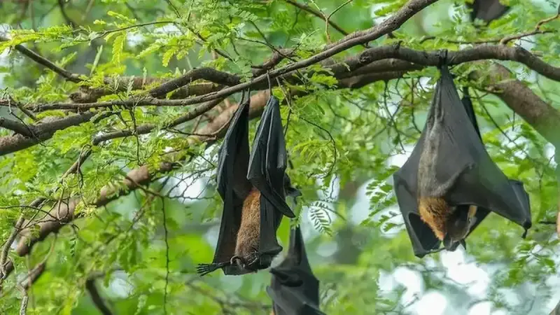 تسجيل حالة وفاة في الهند بسبب فيروس الخفافيش