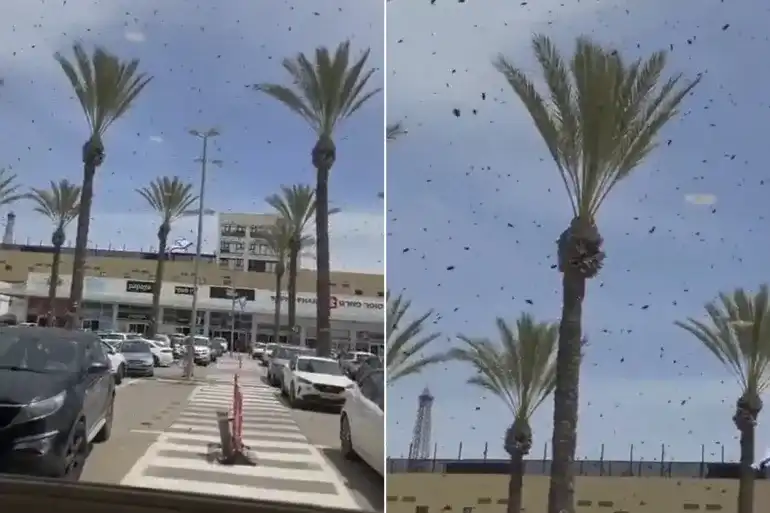 أسراب النحل في جنوب إسرائيل
